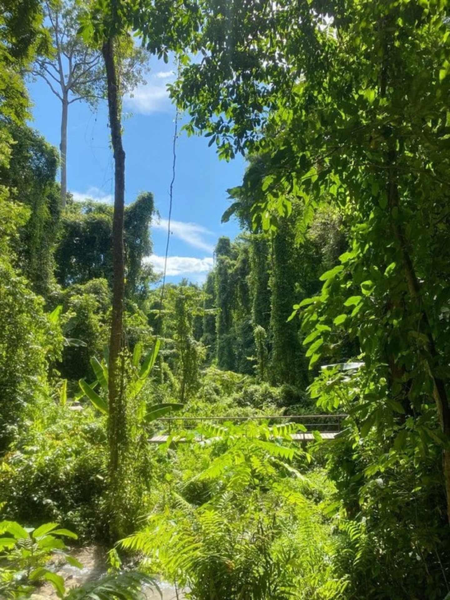 Chiang Mai: El Norte Verde
